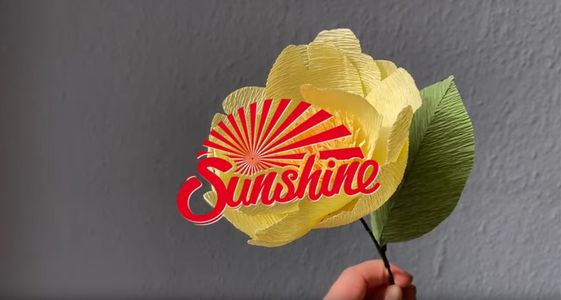 Sunnytorial | Blume mit Alex